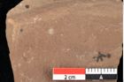 Foto (Detailansicht) von Asterocalyx styriacus Ettingshausen (NHMW-GEO-2024-0188-0416)
